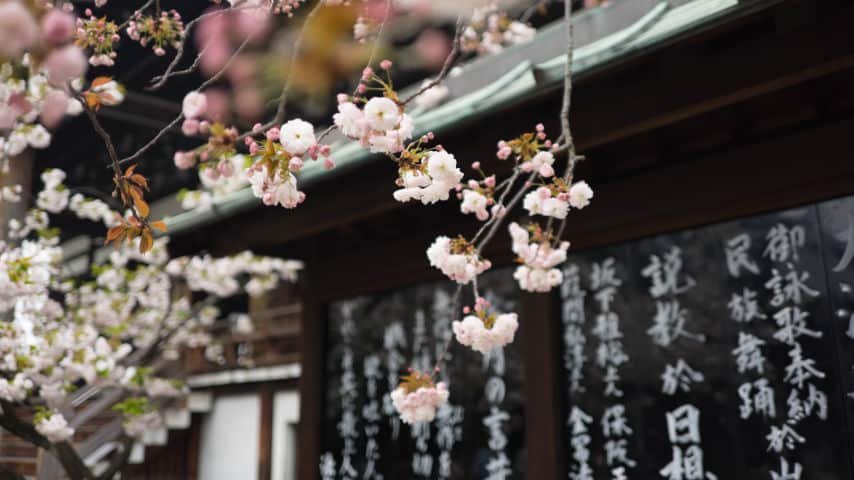 Japanese Voice-Over Audiovisual Project Step by Step. White Cherry Blossom and Japanese House Front, picture by Galen Crout at Unsplash. Unsplash License. https://unsplash.com/es/fotos/0_xMuEbpFAQ