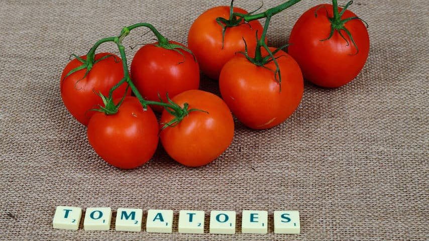 Video subtitling, guide for producers and translators. photo of a bunch of tomatoes with some scrabled letters below as captions (tomatoes). Photo by jankosmowski on Pixabay. Pixabay License. https://pixabay.com/es/photos/subt%c3%adtulos-escribiendo-escarbar-4546088/
